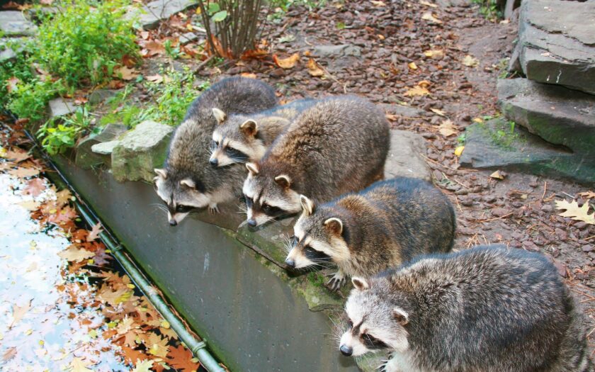 Waschbärengruppe beim Trinken