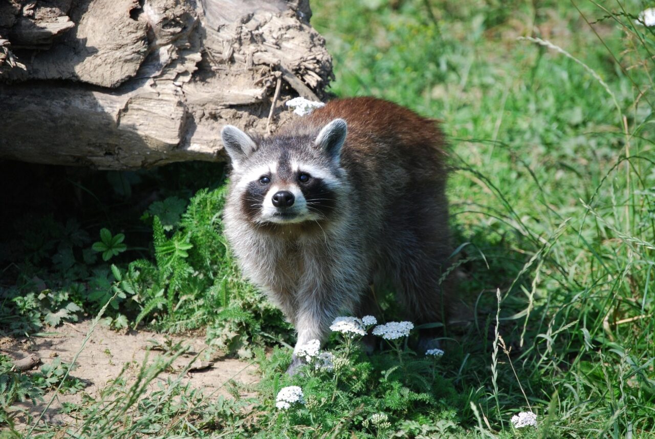 Waschbär